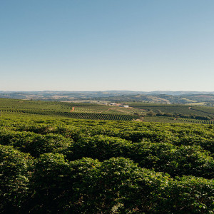 “Brasile Vila Boa - Yellow Catuai: il caffè perfetto per ogni momento, tra tradizione e innovazione.”