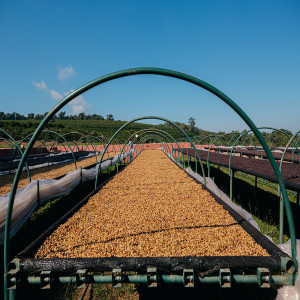 “Chicchi Yellow Catuai dal Cerrado Mineiro: dolcezza e aromaticità in un equilibrio perfetto.”