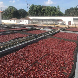 Beans processed with the Black Honey method: sweetness and complexity in every cup