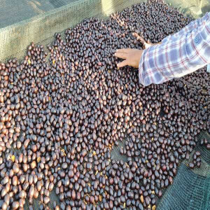 Beans processed with the Black Honey method: sweetness and complexity in every cup