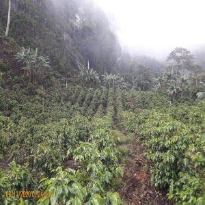 Caturra coffee beans processed with washed method, directly from the El Limon plantation