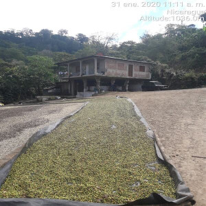 Caturra coffee beans processed with washed method, directly from the El Limon plantation