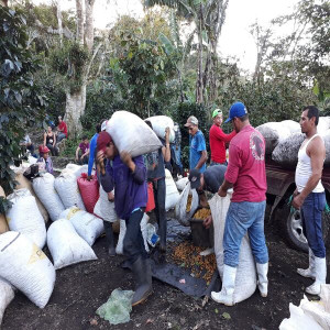 Caturra coffee beans processed with washed method, directly from the El Limon plantation