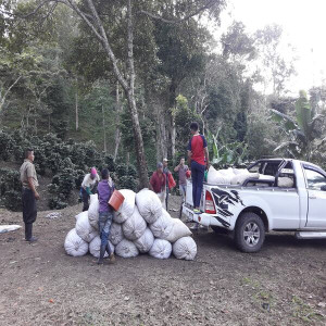 Caturra coffee beans processed with washed method, directly from the El Limon plantation