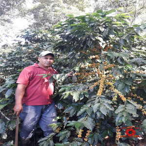 Chicchi di caffè Caturra lavorati con metodo lavato, direttamente dalla piantagione El Limon