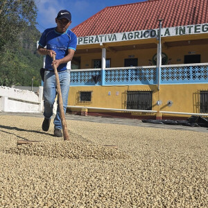 Coffee beans of the Caturra, Catimor and Bourbon varieties grown by the Samac Cooperativev