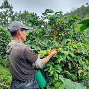 Coffee beans of the Caturra, Catimor and Bourbon varieties grown by the Samac Cooperative