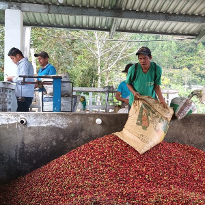 Chicchi di caffè delle varietà Caturra, Catimor e Bourbon coltivati dalla Cooperativa Samac