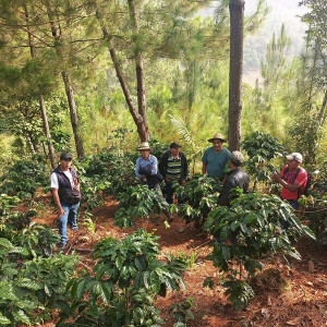 Chicchi di caffè delle varietà Caturra, Catimor e Bourbon coltivati dalla Cooperativa Samac