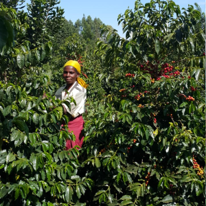 Kenya Sakami Anaerobic – natural fermentation, ripe fruit notes, and sustainable practices.