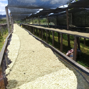 Kenya Sakami Anaerobic – natural fermentation, ripe fruit notes, and sustainable practices.
