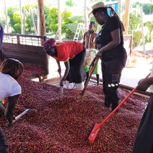 Kenya Sakami Anaerobic – natural fermentation, ripe fruit notes, and sustainable practices.