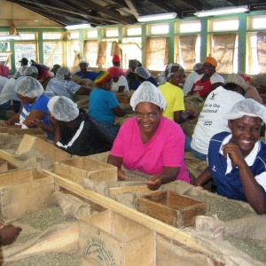 Jamaica Blue Mountain, luxury in a cup.