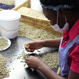 Jamaica Blue Mountain, luxury in a cup.