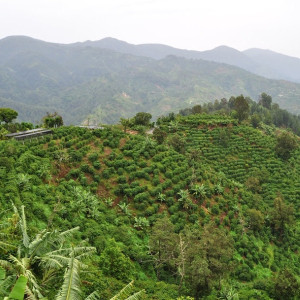 Jamaica Blue Mountain, luxury in a cup.