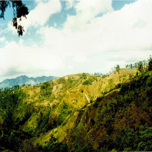 Il Jamaica Blue Mountain, il lusso in tazzina.