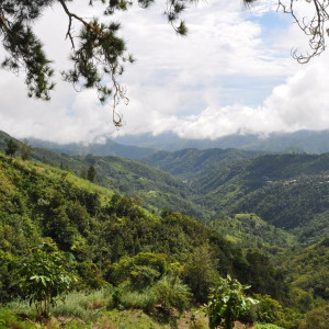 Jamaica Blue Mountain, luxury in a cup.
