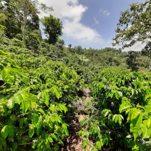 Caturra coffee beans processed with washed method, directly from the El Limon plantation
