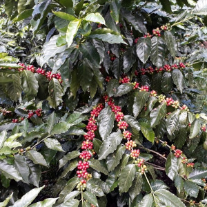 Caturra coffee beans processed with washed method, directly from the El Limon plantation