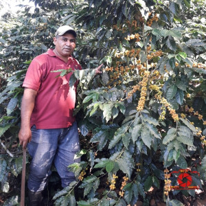 Caturra coffee beans processed with washed method, directly from the El Limon plantation