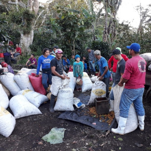 Caturra coffee beans processed using the washed method, directly from the El Limon plantation
