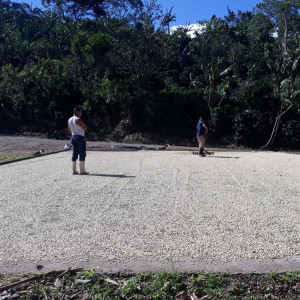 Caturra coffee beans processed using the washed method, directly from the El Limon plantation