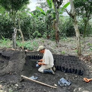 Caturra coffee beans processed using the washed method, directly from the El Limon plantation