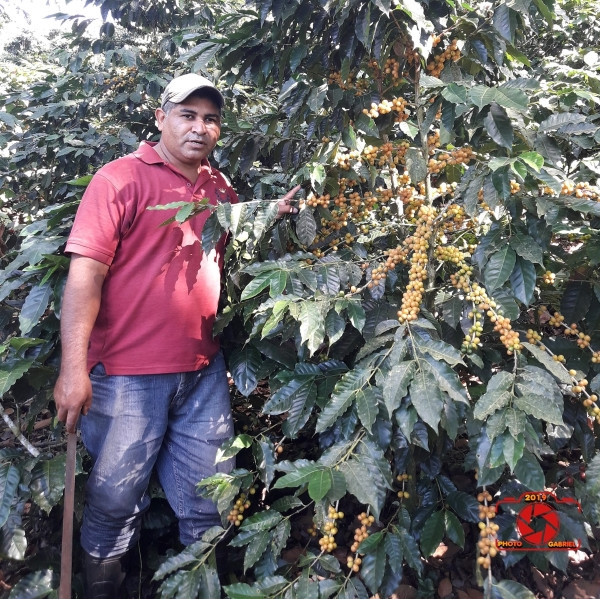 Caturra coffee beans processed using the washed method, directly from the El Limon plantation
