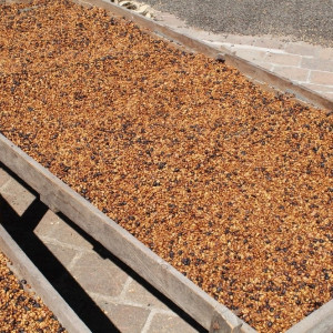 Chicchi di caffè Caturra lavorati con il metodo lavato, direttamente dalla piantagione El Limon