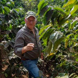Chicchi di caffè Caturra lavorati con il metodo lavato, direttamente dalla piantagione El Limon