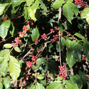 Chicchi di caffè Caturra lavorati con il metodo lavato, direttamente dalla piantagione El Limon