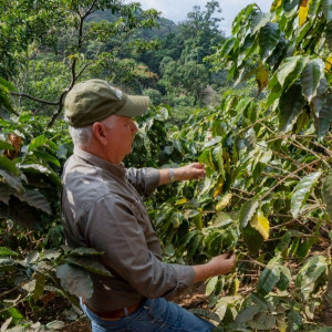 Chicchi di caffè Caturra lavorati con il metodo lavato, direttamente dalla piantagione El Limon