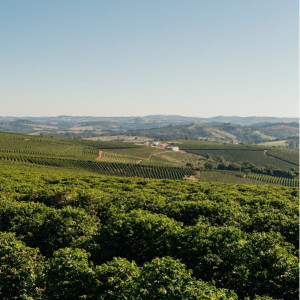 La Meneghina - Espresso Coffee Blend with flavour of Wild Berries and Cocoa