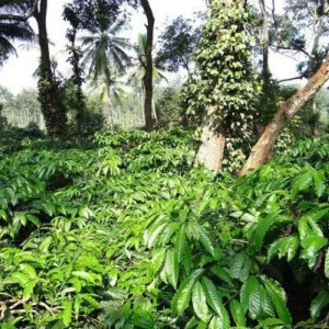 La Meneghina - Miscela di Caffè Espresso con Note di Frutti di Bosco e Cacao