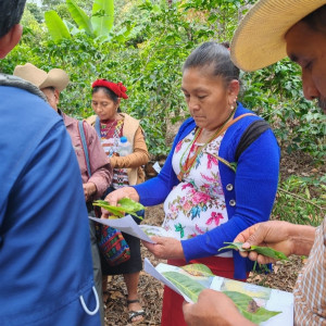 "Produttrice di caffè dell’Asociación de Agricultores El Esfuerzo, Guatemala Café FEMENINO, Slow Food Coffee Coalition"