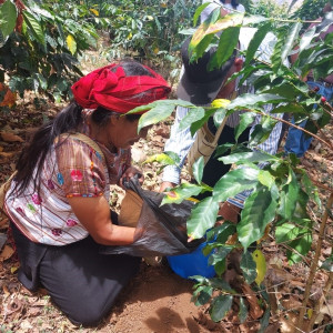 "Coffee producer of the Asociación de Agricultores El Esfuerzo, Guatemala Café FEMENINO, Slow Food Coffee Coalition"