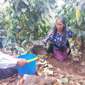 "Coffee producer of the Asociación de Agricultores El Esfuerzo, Guatemala Café FEMENINO, Slow Food Coffee Coalition"