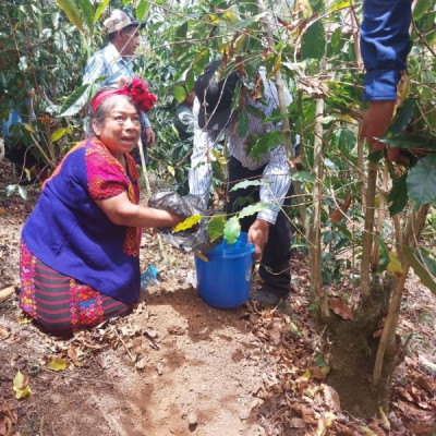 "Coffee producer of the Asociación de Agricultores El Esfuerzo, Guatemala Café FEMENINO, Slow Food Coffee Coalition"
