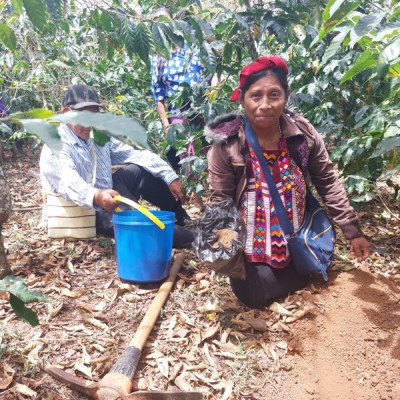 "Coffee producer of the Asociación de Agricultores El Esfuerzo, Guatemala Café FEMENINO, Slow Food Coffee Coalition"