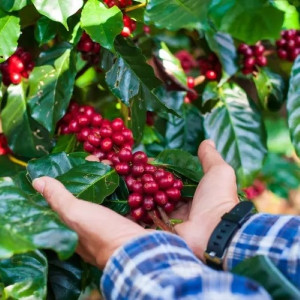 Raccolta e lavorazione naturale del Bajawa Forest Coffee nelle foreste vulcaniche di Flores, Indonesia.