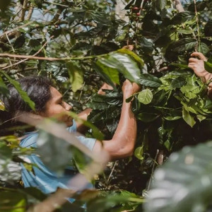 Raccolta e lavorazione naturale del Bajawa Forest Coffee nelle foreste vulcaniche di Flores, Indonesia.
