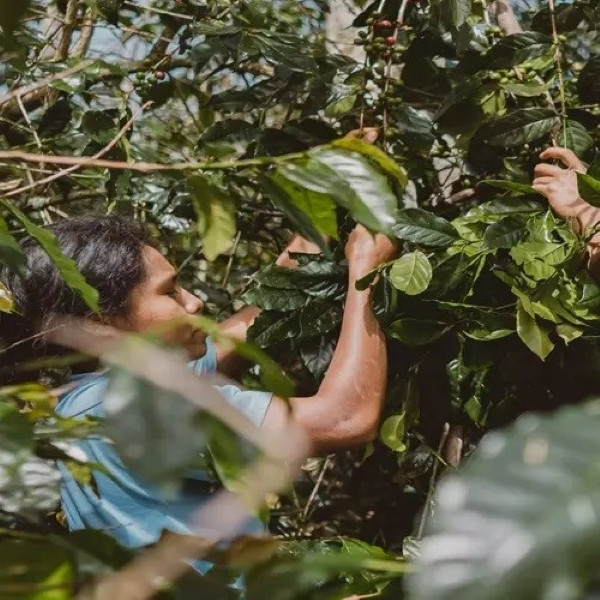 Raccolta e lavorazione naturale del Bajawa Forest Coffee nelle foreste vulcaniche di Flores, Indonesia.