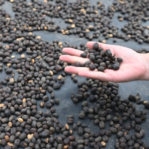 Natural harvesting and processing of Bajawa Forest Coffee in the volcanic forests of Flores, Indonesia.