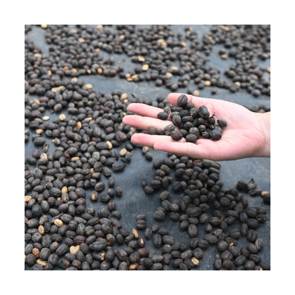 Raccolta e lavorazione naturale del Bajawa Forest Coffee nelle foreste vulcaniche di Flores, Indonesia.
