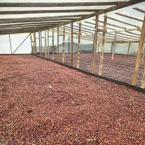 Finca La Quebradaditas – Typica Mejorado Washed - Termal shock