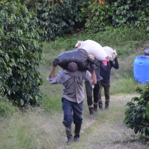 Finca La Quebradaditas – Typica Mejorado Washed - Termal shock