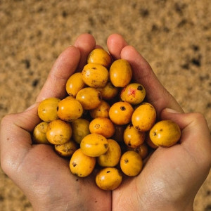 Finca La Quebradaditas – Typica Mejorado Washed - Termal shock Finca La Quebradaditas – Typica Mejorado Washed - Termal shock