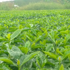 Finca La Quebradaditas – Typica Mejorado Washed - Termal shock Finca La Quebradaditas – Typica Mejorado Washed - Termal shock