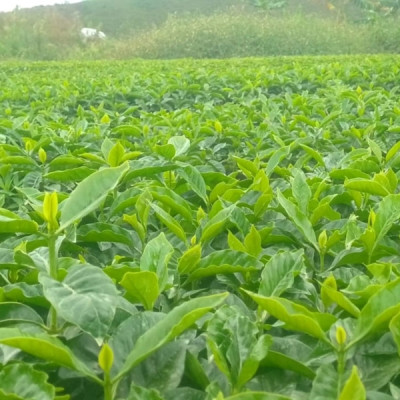 Finca La Quebradaditas – Typica Mejorado Washed - Termal shock