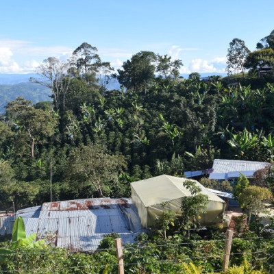 Finca La Quebradaditas – Typica Mejorado Washed - Termal shock